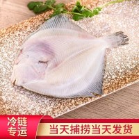新鮮多寶魚鮮活比目魚 海鮮魚類批發 活凍大菱鲆鴉片魚鰈魚石斑魚